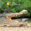 Stripf_Wandbild_Krokodil